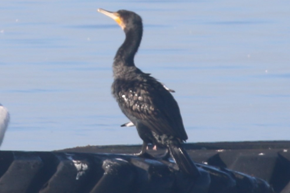 Тураг гогой - ML644343735