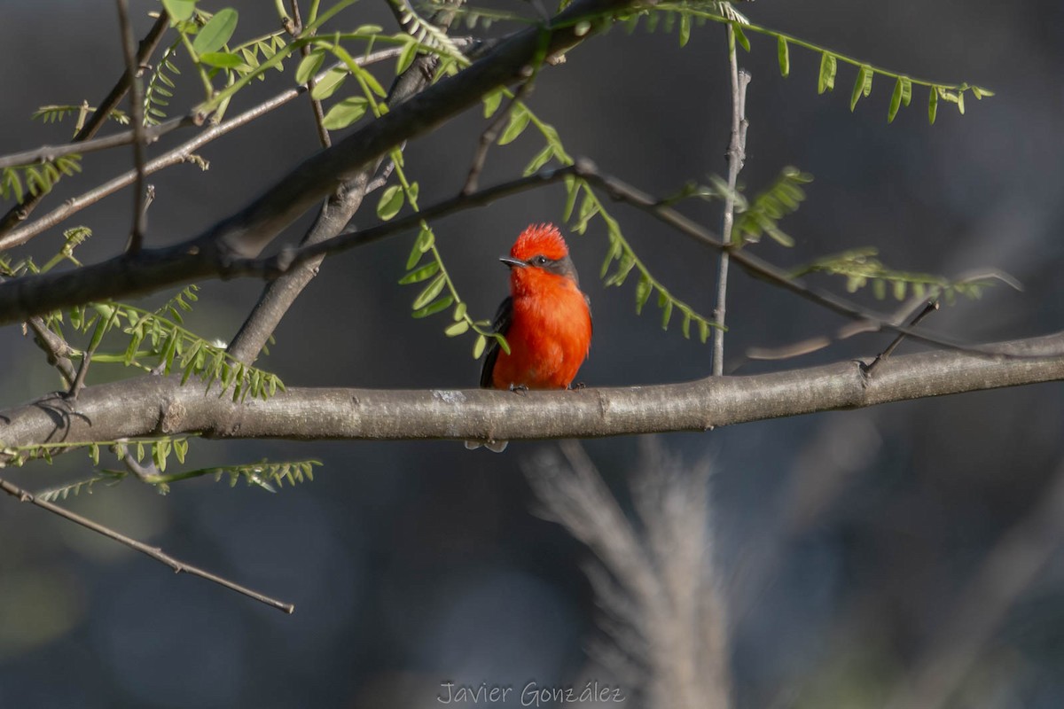 Vermilion Flycatcher - ML644343742