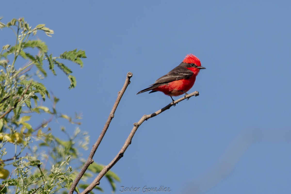 Vermilion Flycatcher - ML644343744