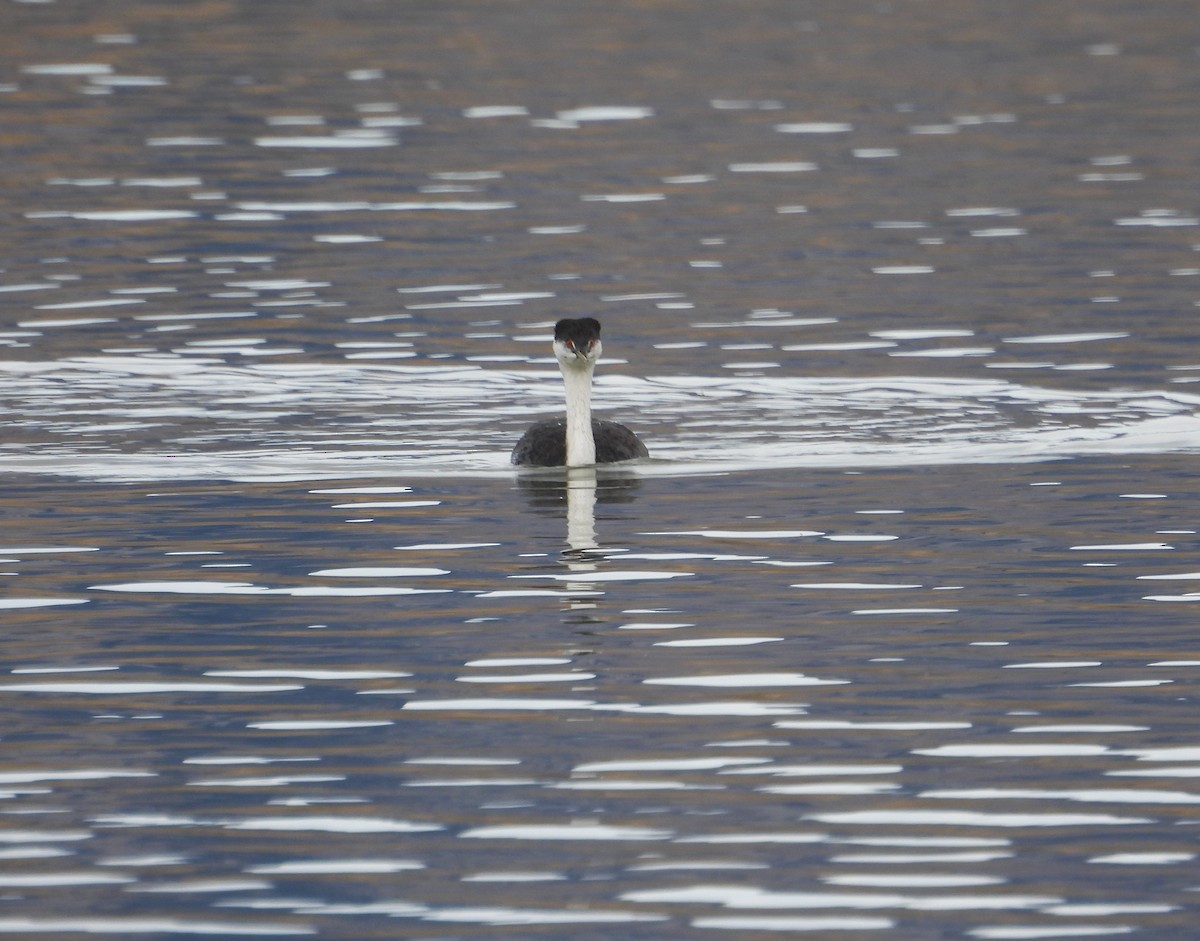 Western Grebe - ML644343747
