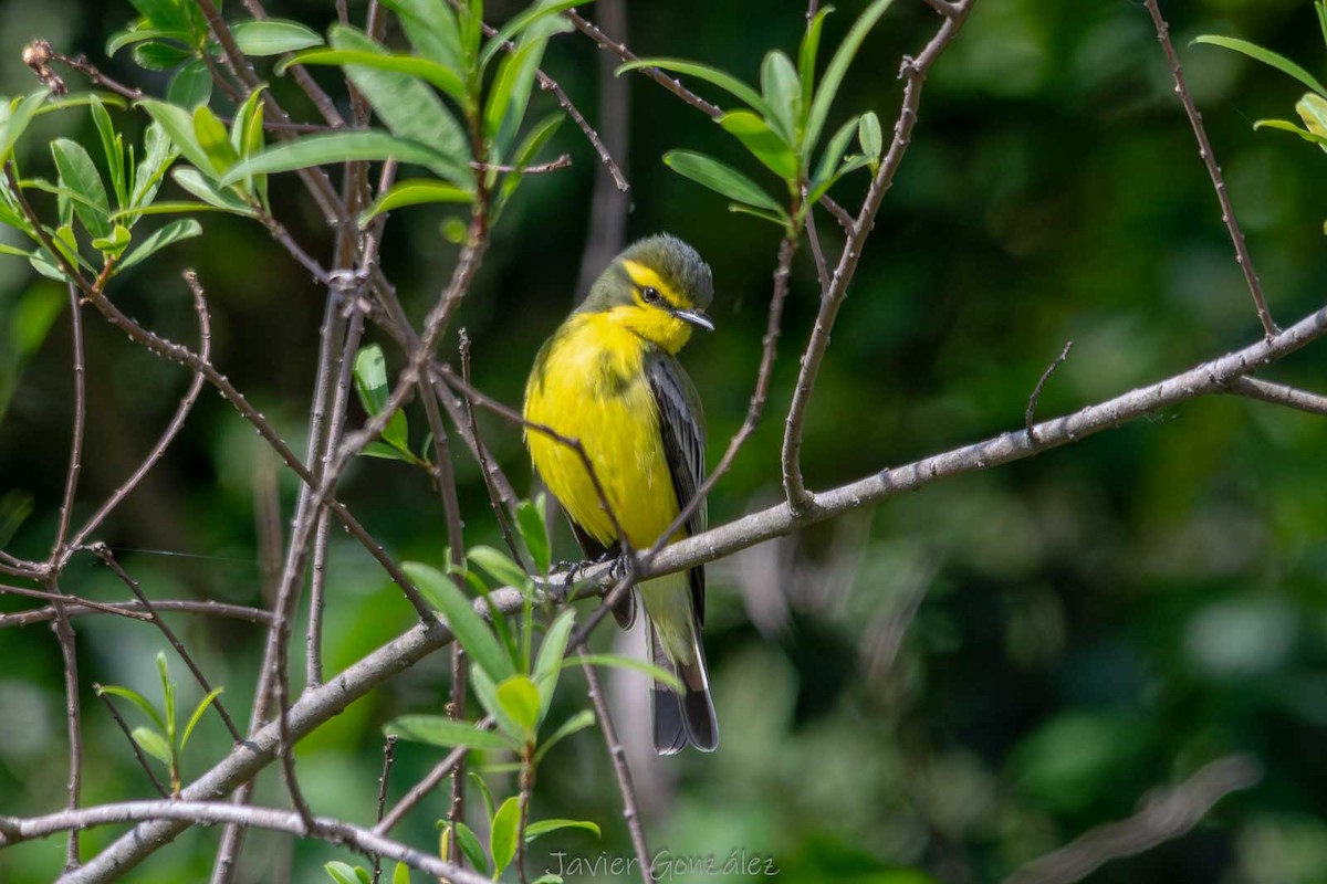 satraptyrann - ML644343748