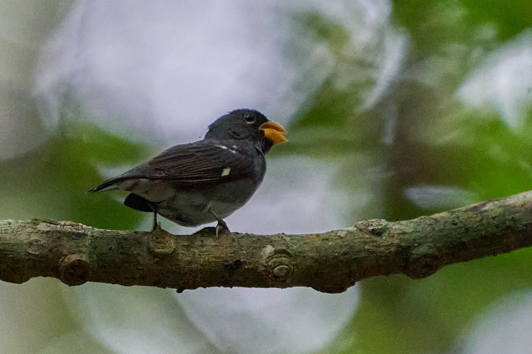Slate-colored Seedeater - ML644343749