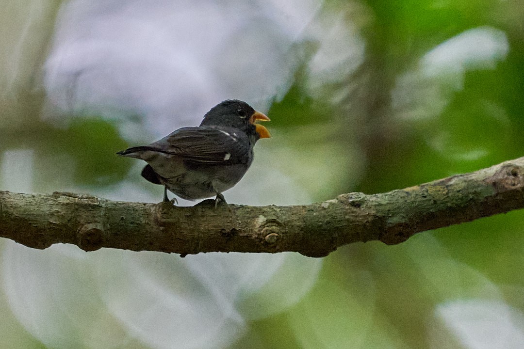 Slate-colored Seedeater - ML644343750