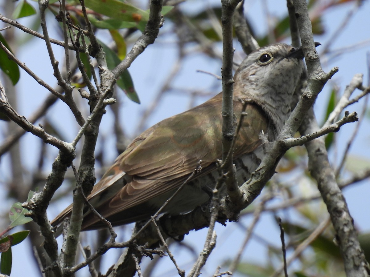 pygmégjøk - ML644343755