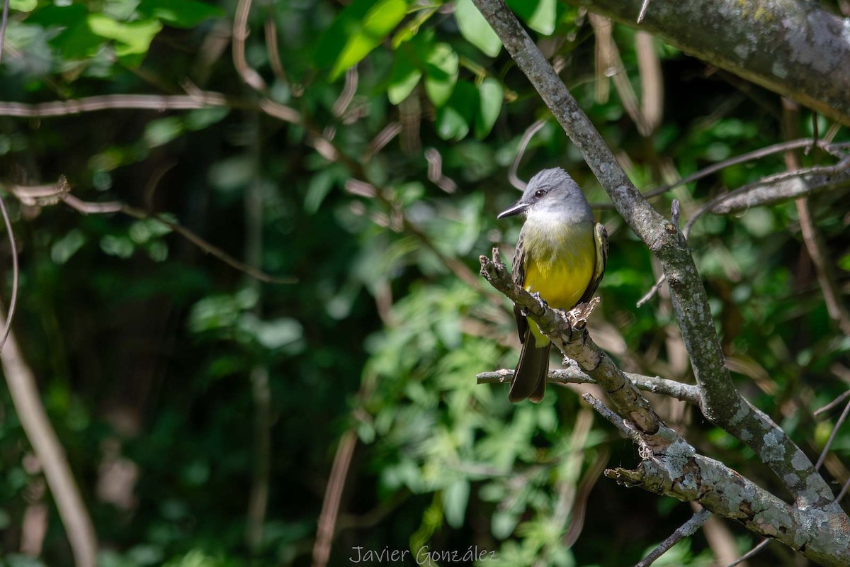 Tropical Kingbird - ML644343756