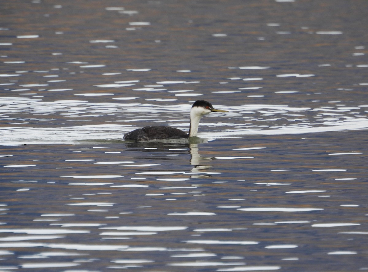 Western Grebe - ML644343760
