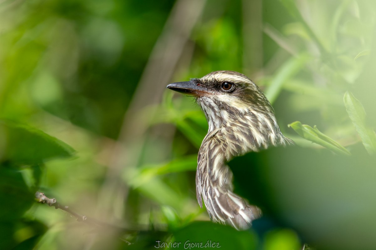 Streaked Flycatcher - ML644343765