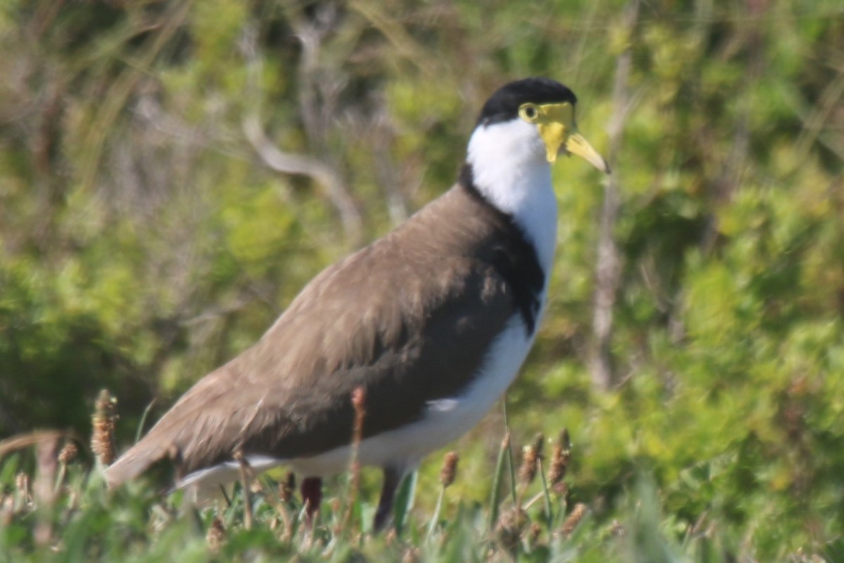 Masked Lapwing - ML644343767