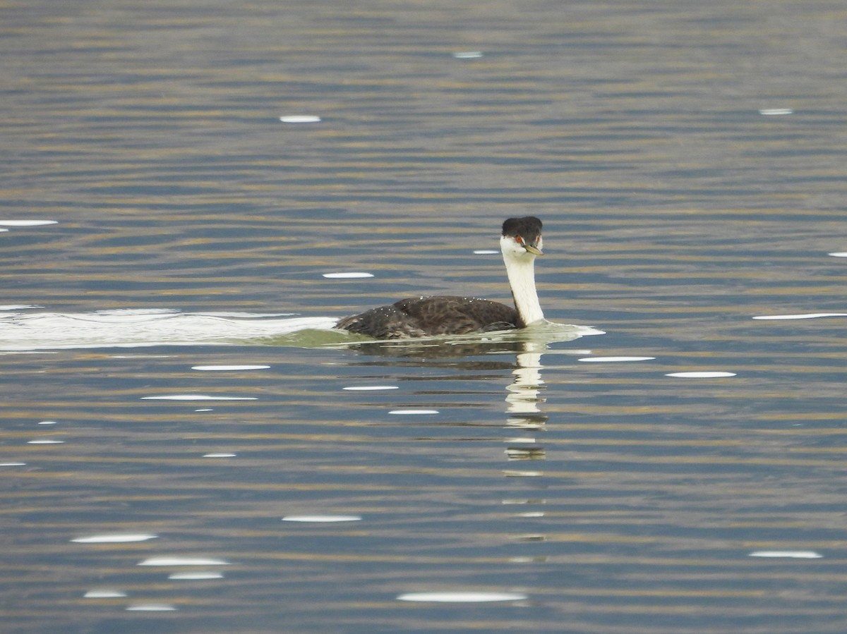 Western Grebe - ML644343769