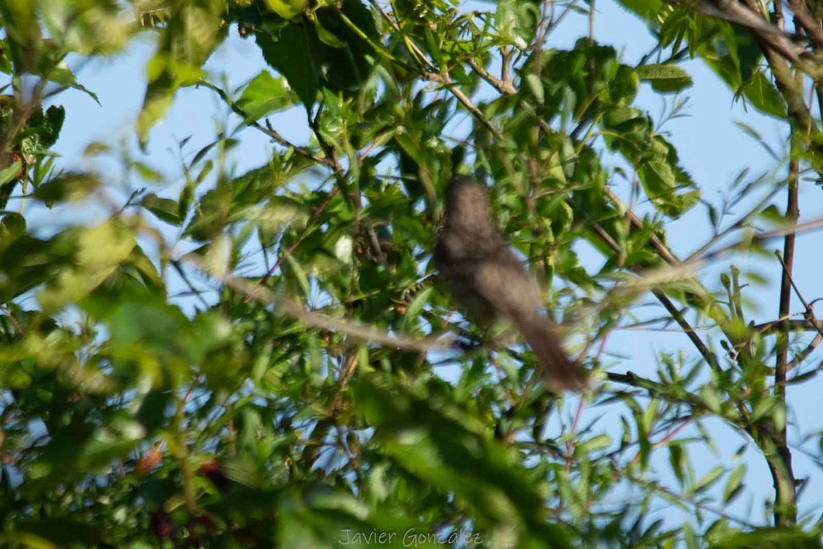 White-tipped Plantcutter - ML644343770