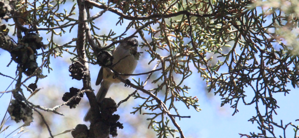 ヤブガラ（melanotis グループ） - ML644343783
