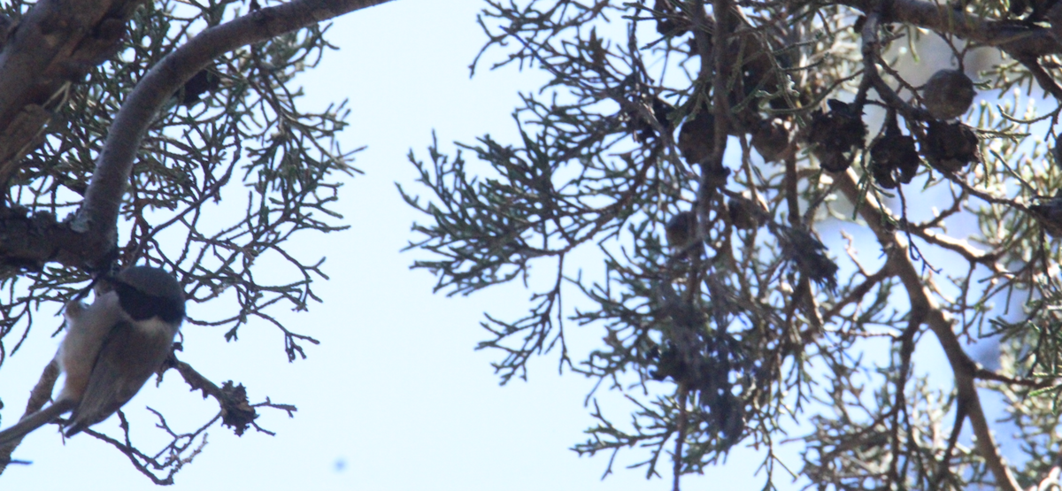 ヤブガラ（melanotis グループ） - ML644343784