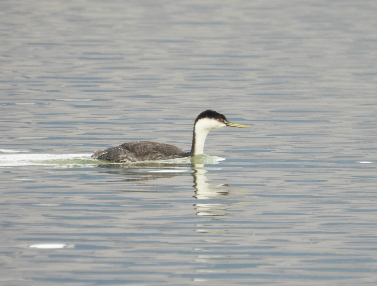Western Grebe - ML644343785