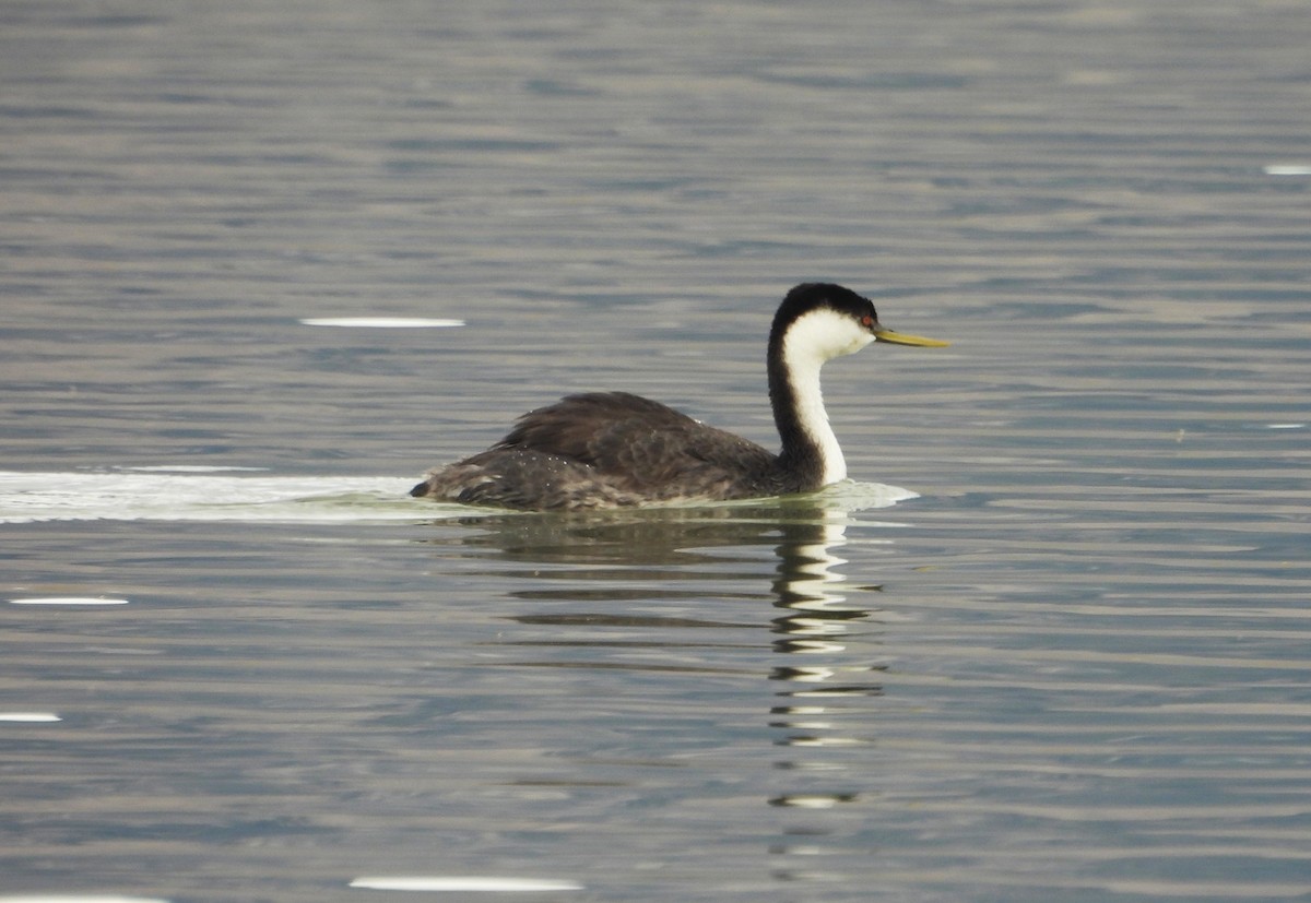Western Grebe - ML644343794