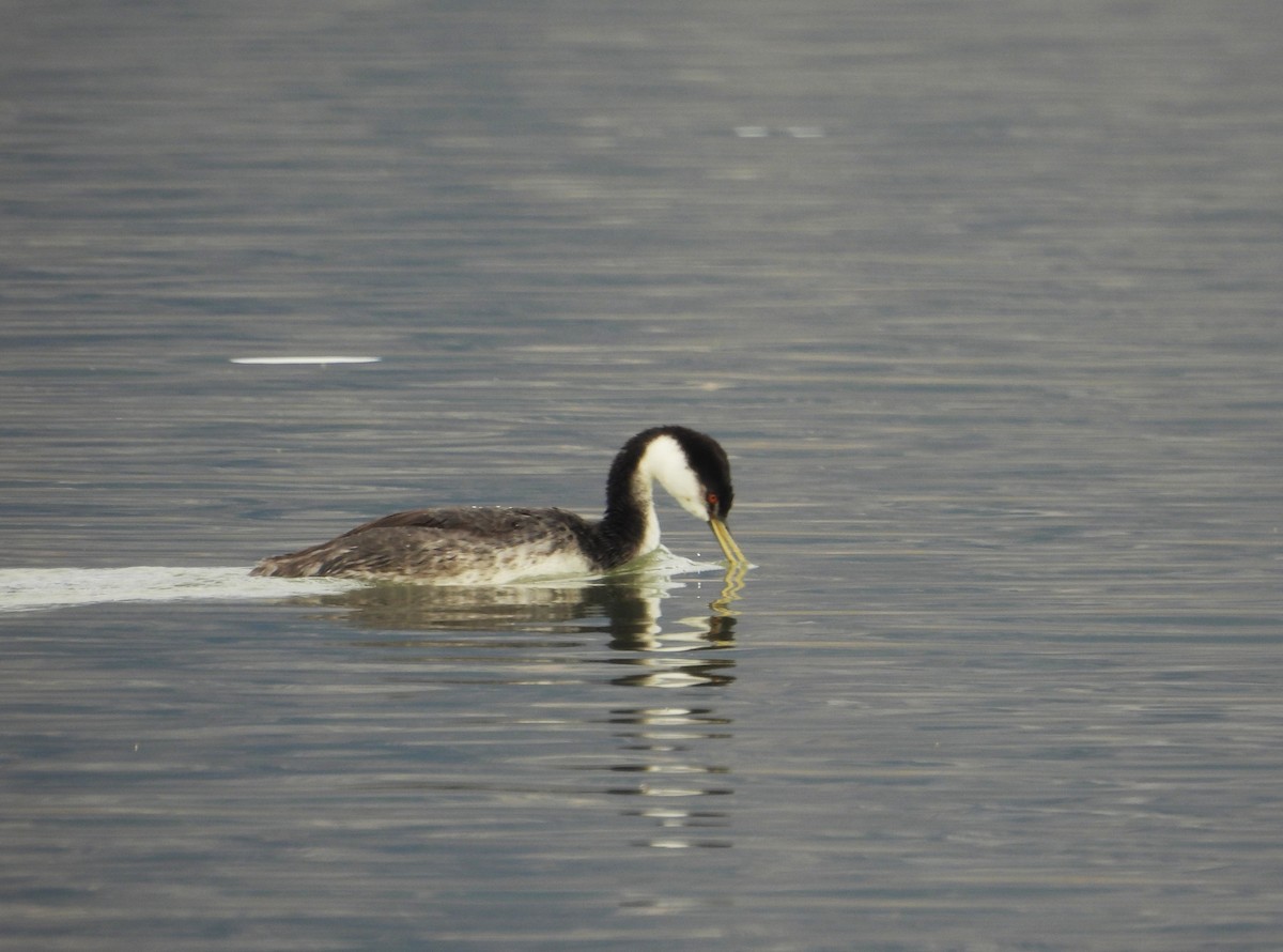 Western Grebe - ML644343802