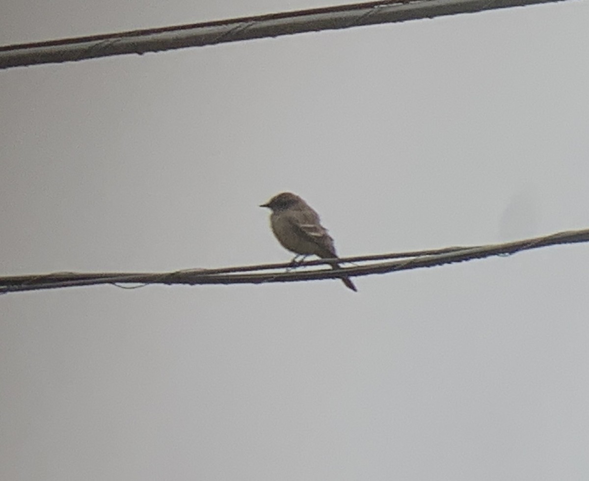 Say's Phoebe - ML644343808