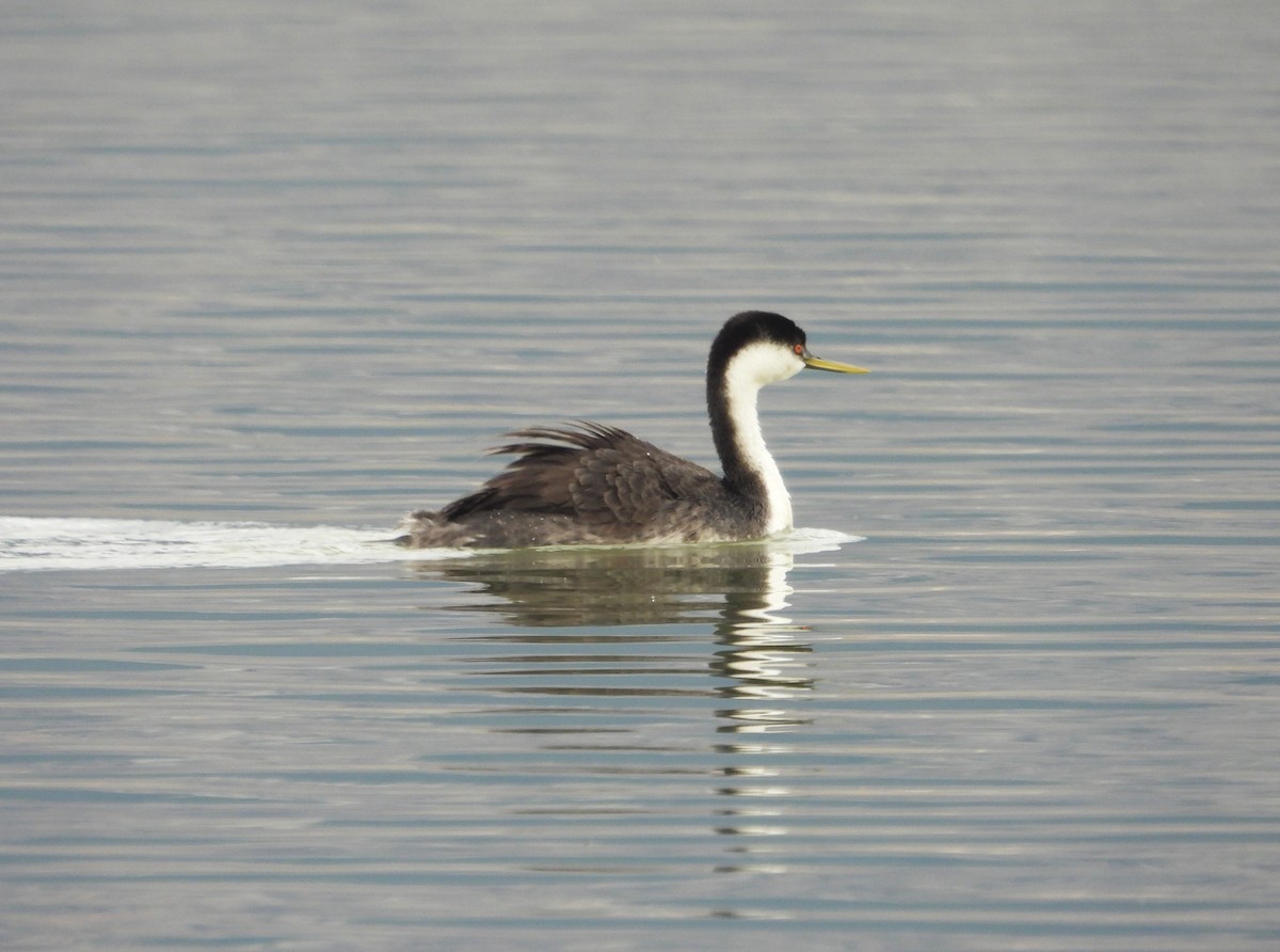 Western Grebe - ML644343818