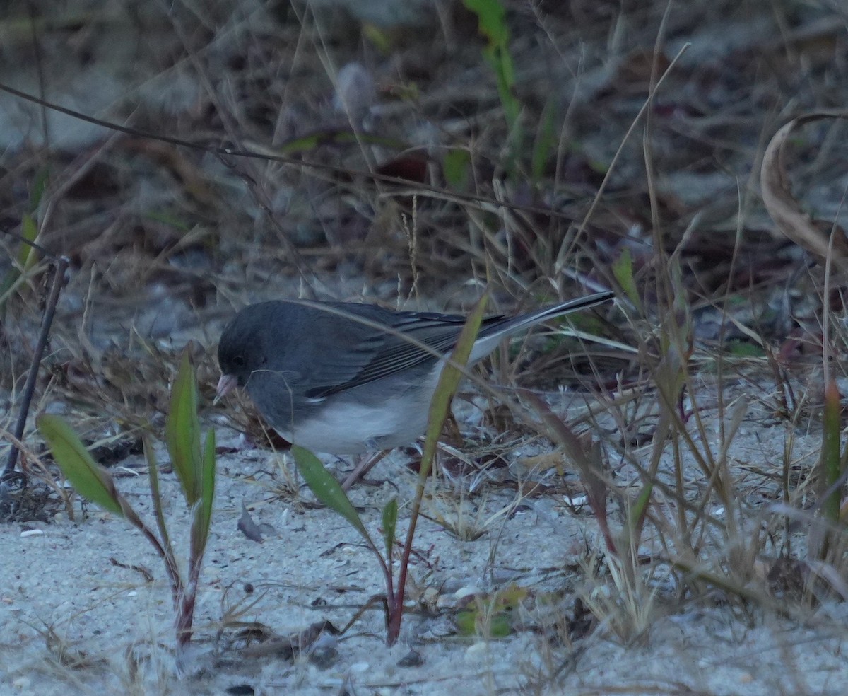 Dark-eyed Junco - ML644343842
