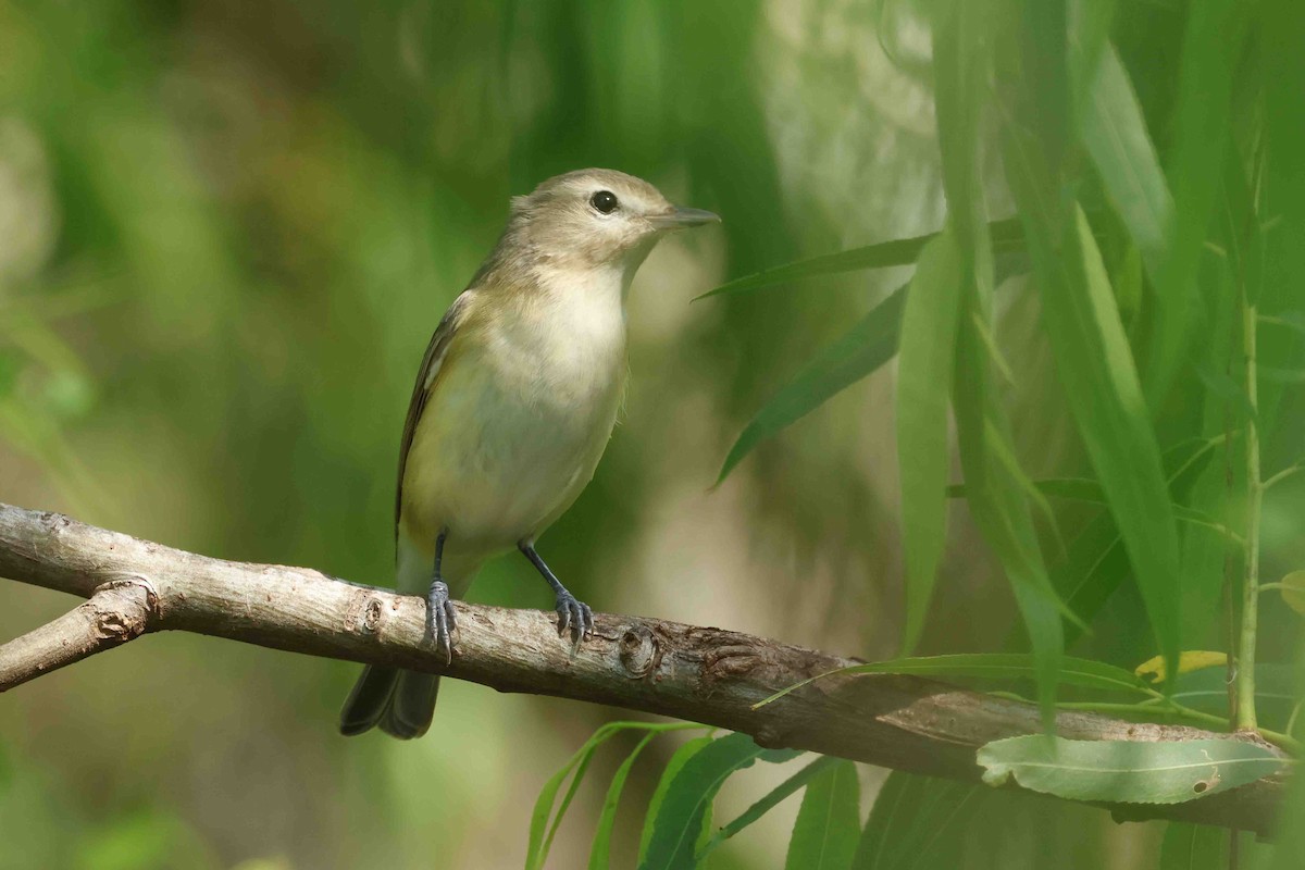 Eastern Warbling Vireo - ML644343854