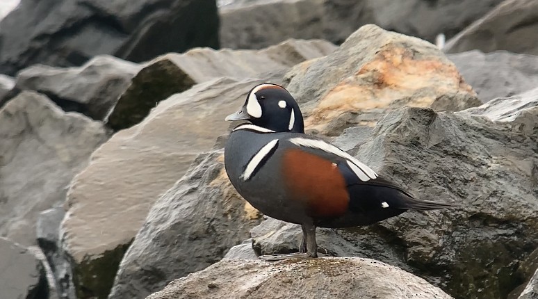 Harlequin Duck - ML644343856