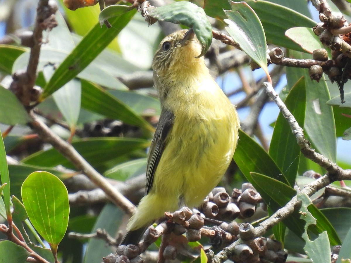 ヒメトゲハシムシクイ - ML644343864