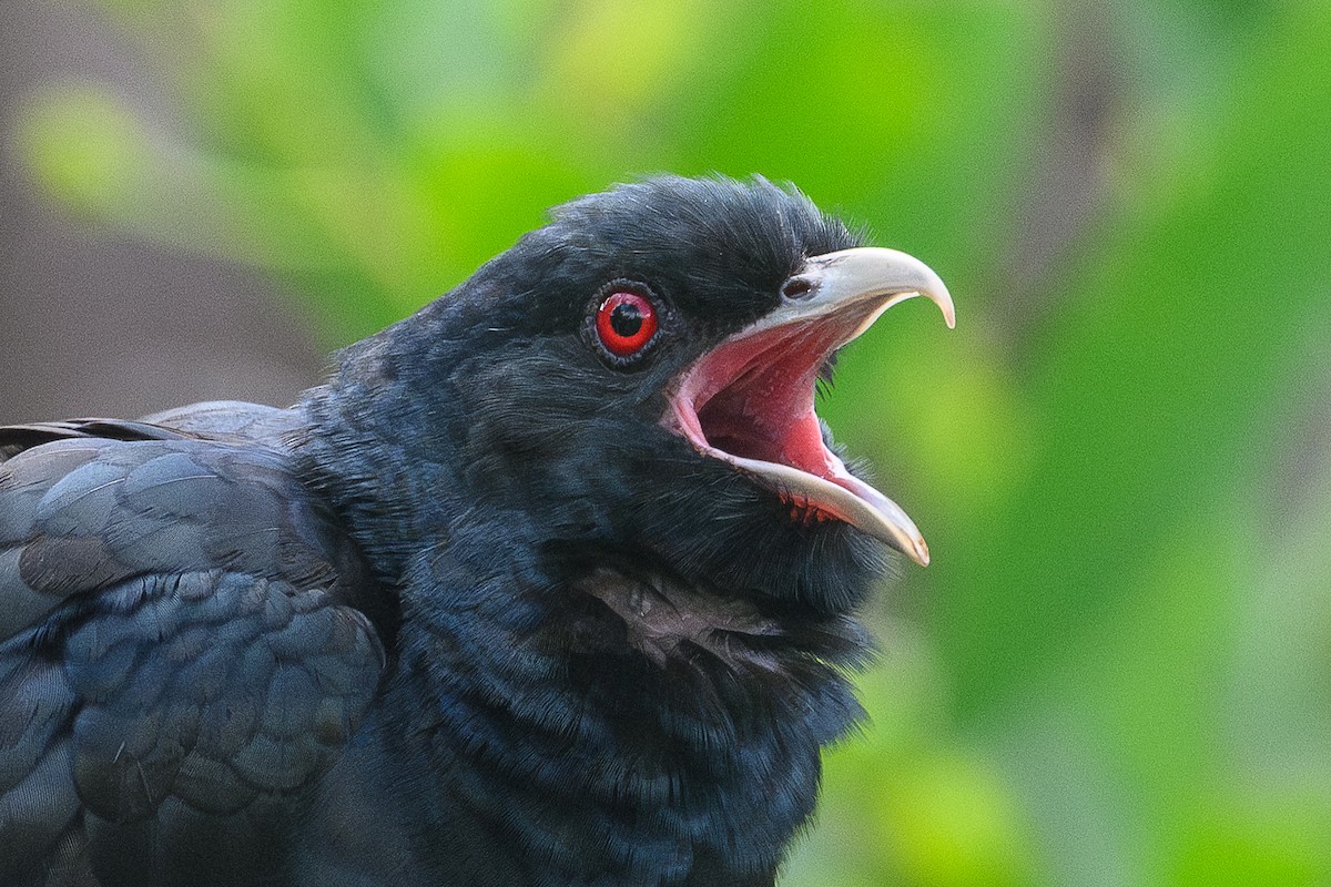 オーストラリアオニカッコウ（cyanocephalus／subcyanocephalus） - ML644343865