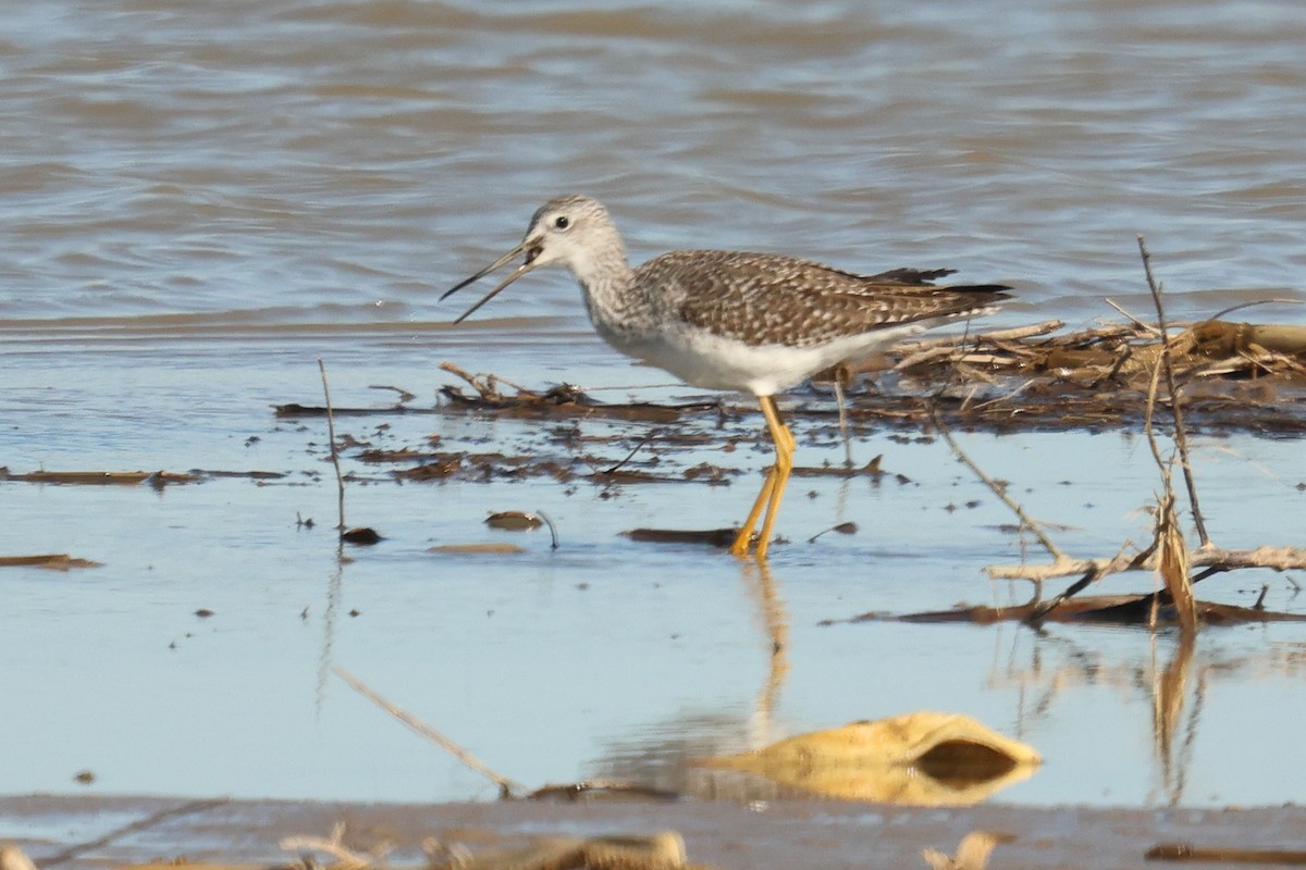 Greater Yellowlegs - ML644343881