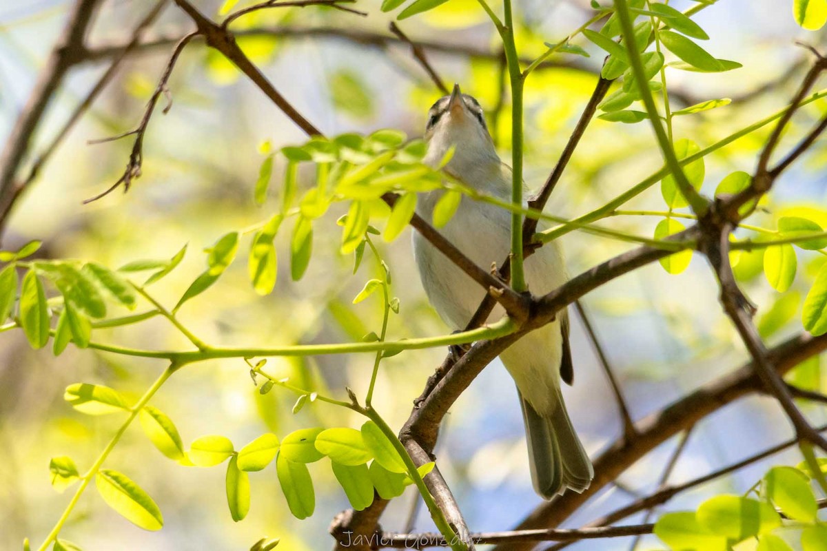 Chivi Vireo - ML644343888