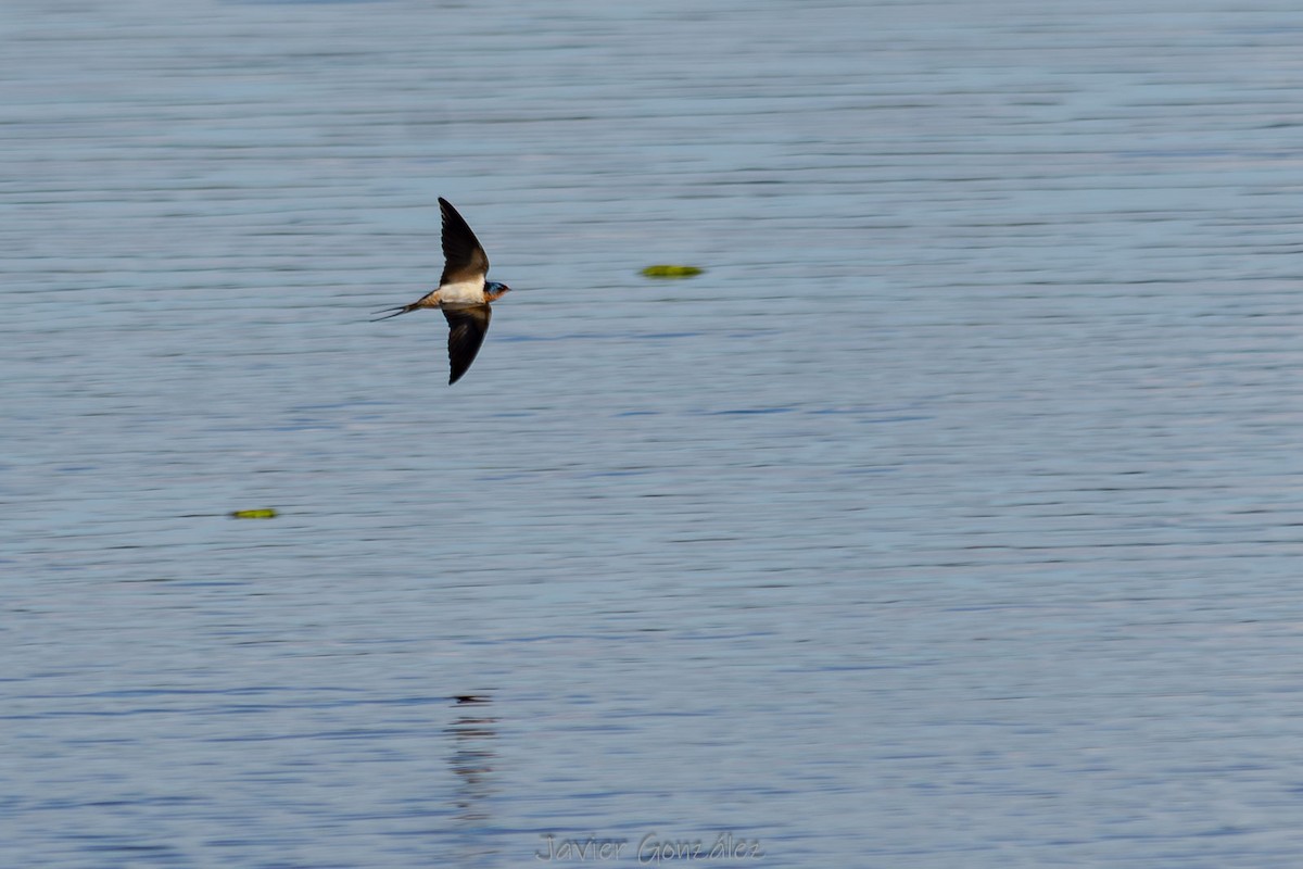 Rondine - ML644343897