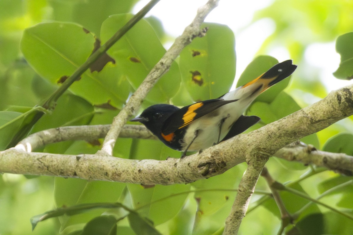 American Redstart - ML644343905
