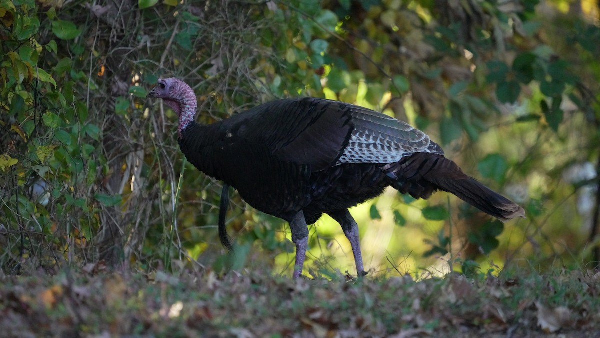 火雞 - ML644343906