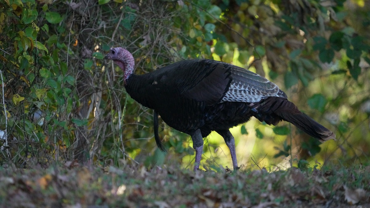 火雞 - ML644343907