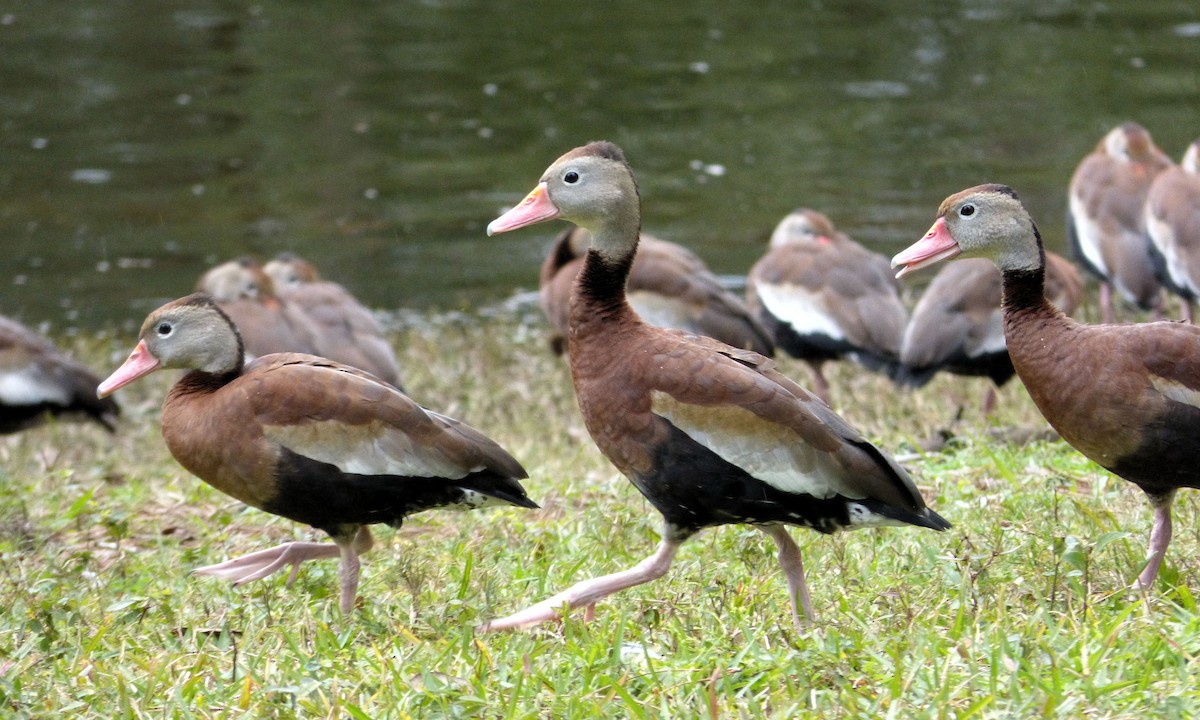 Black-bellied Whistling-Duck - ML644343919