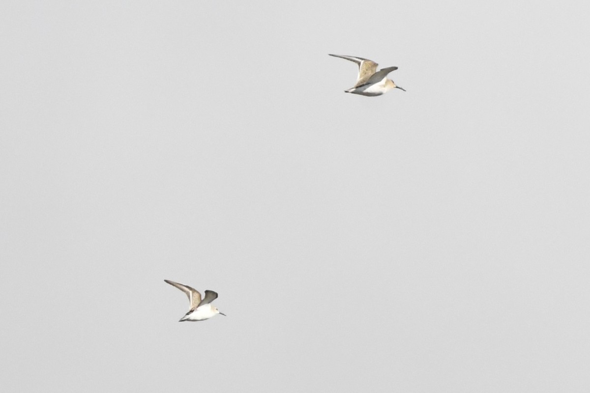 Western Sandpiper - ML644343921