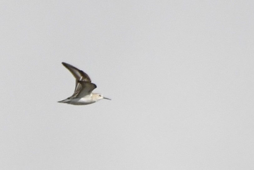 Western Sandpiper - ML644343923