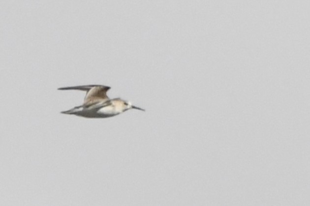 Western Sandpiper - ML644343924