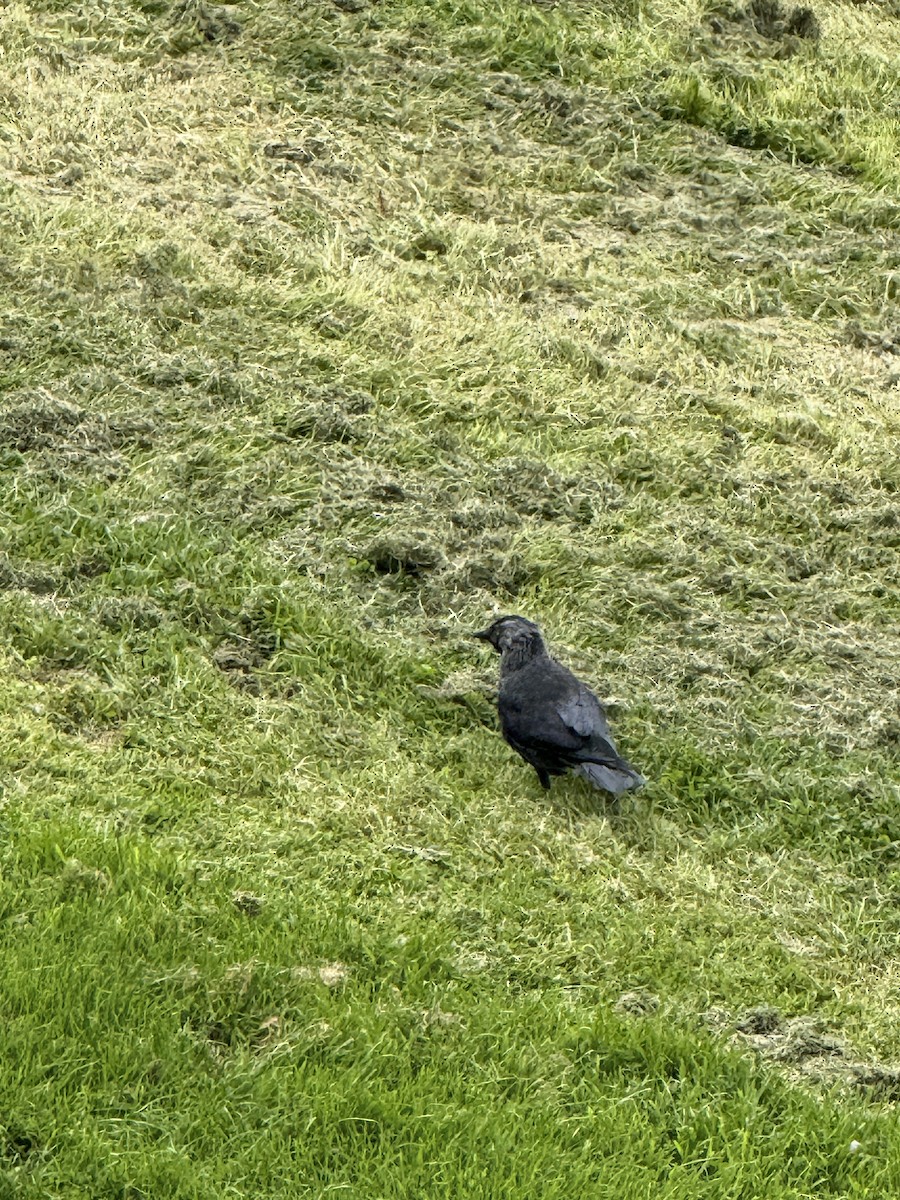 Eurasian Jackdaw - ML644343928