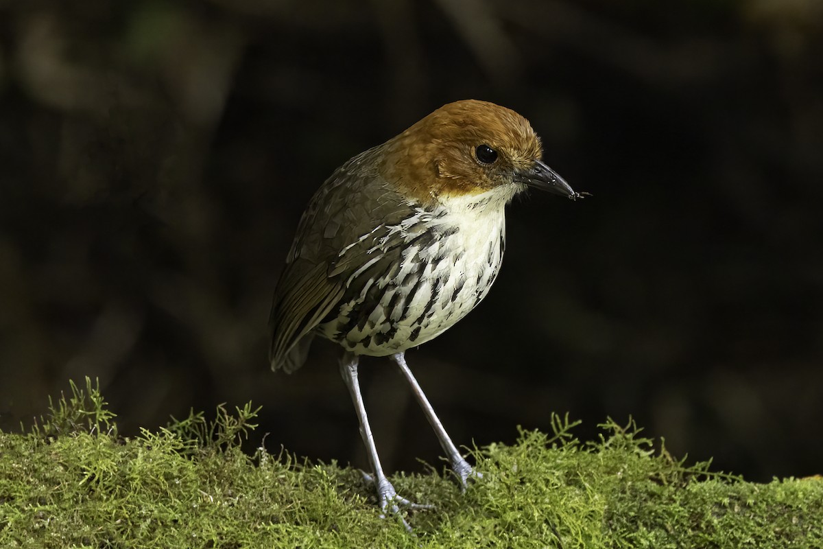 Chestnut-crowned Antpitta - ML644343931