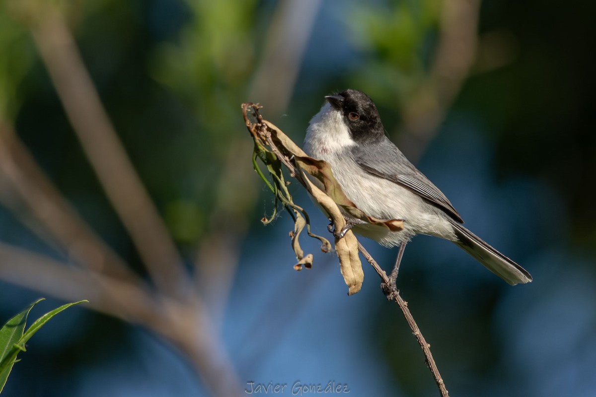Black-capped Warbling Finch - ML644343932