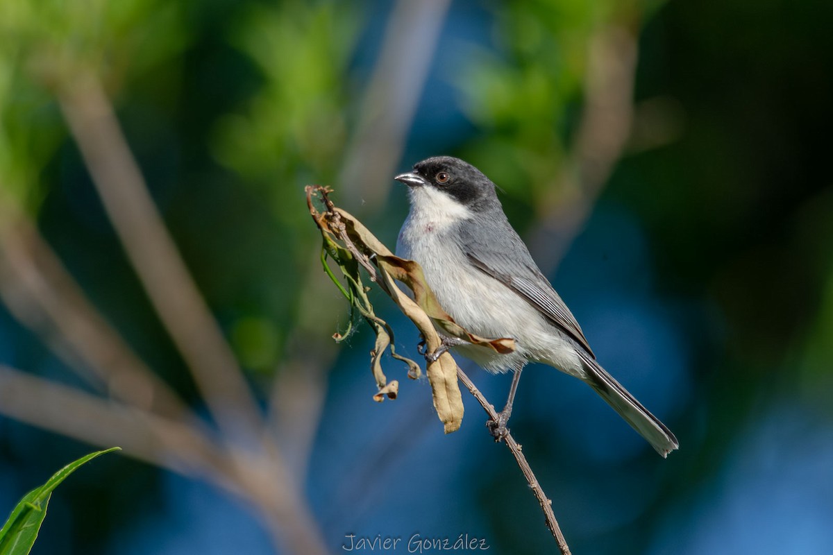 Black-capped Warbling Finch - ML644343933