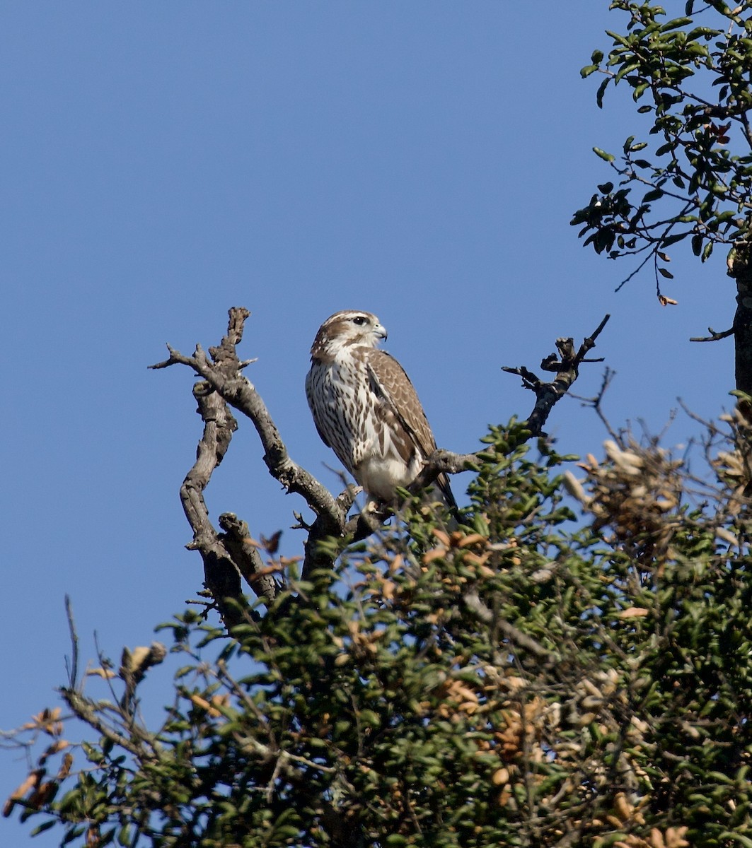Prairie Falcon - ML644343944