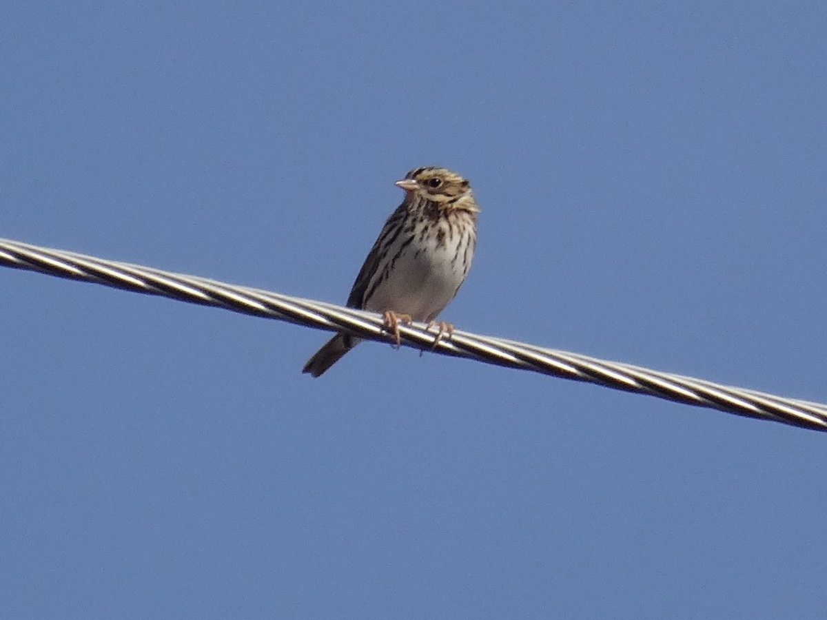 Savannah Sparrow (Savannah) - ML644343952