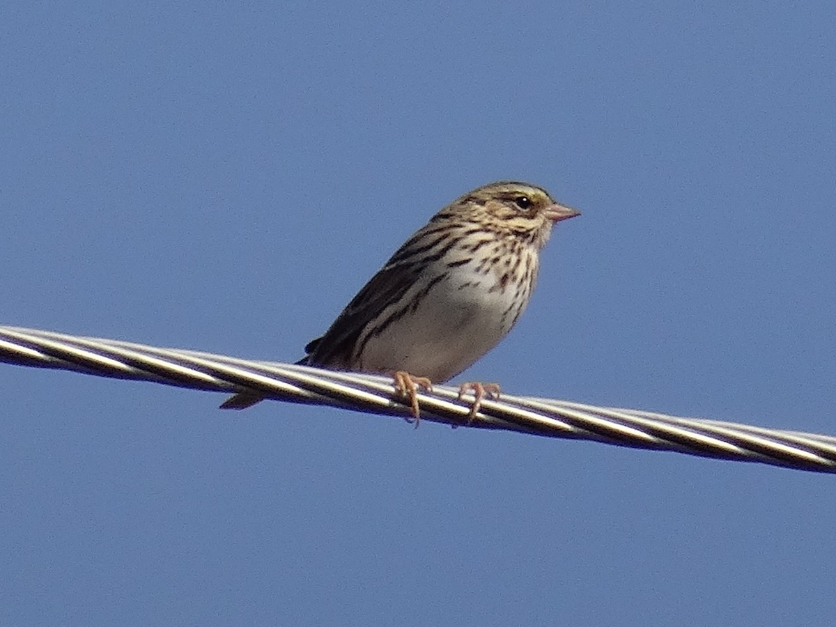 Savannah Sparrow (Savannah) - ML644343955