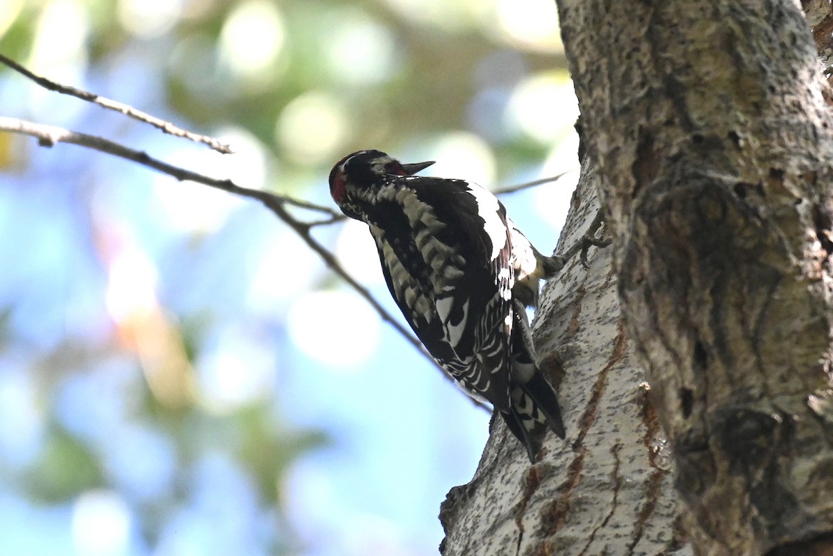 Rotnacken-Saftlecker - ML644343963