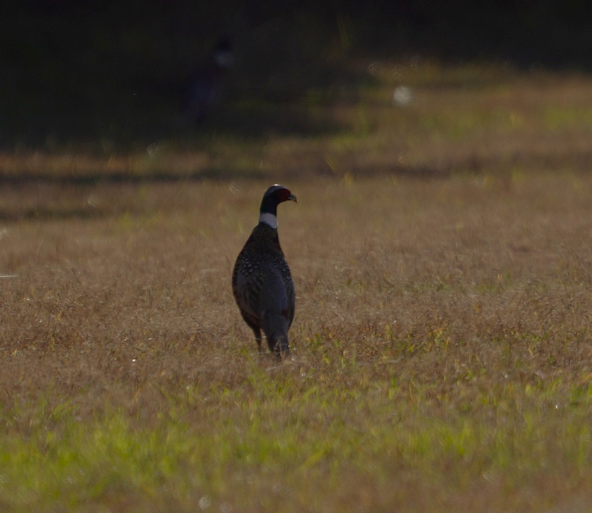 環頸雉 - ML644343969