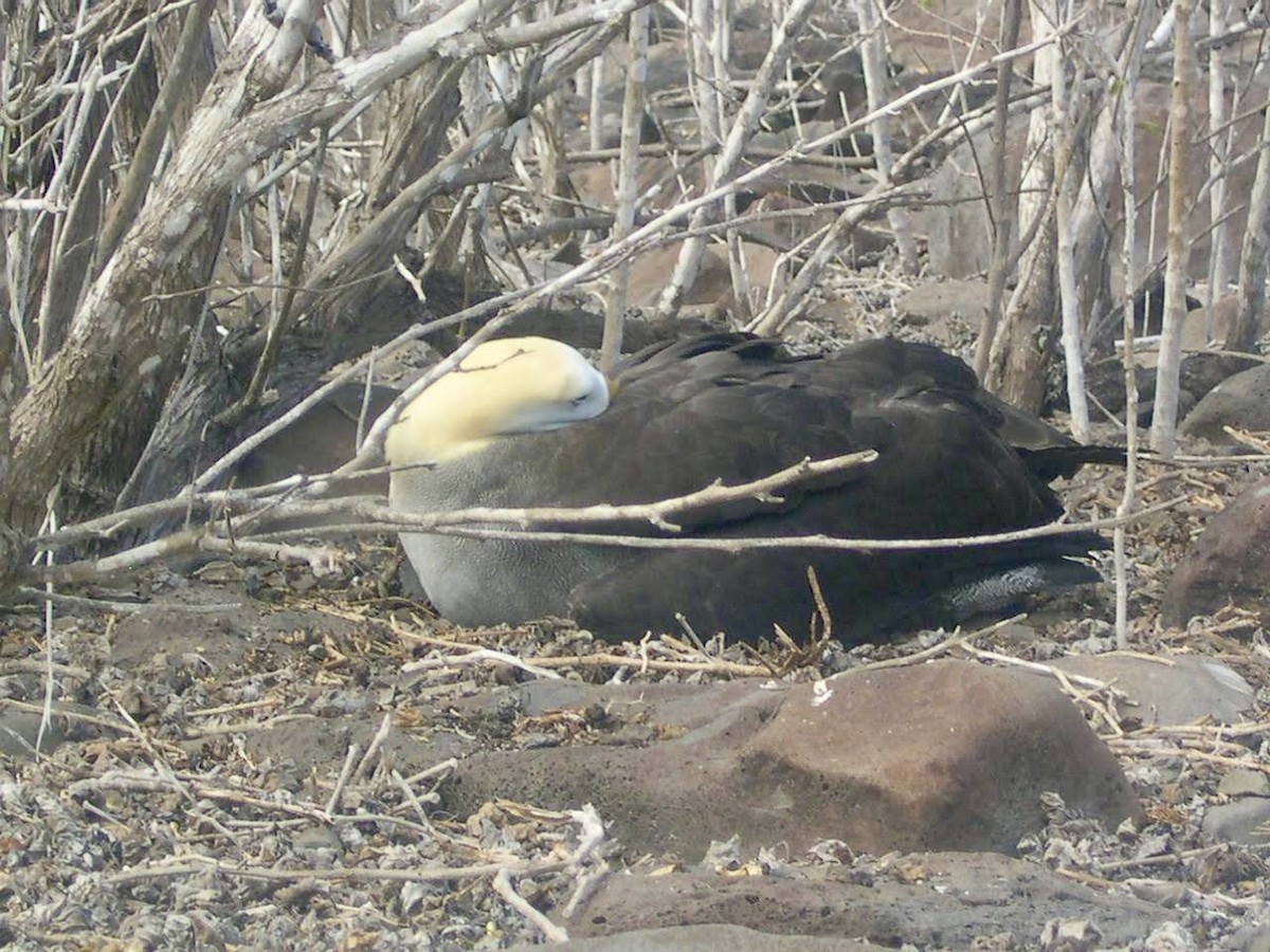 Waved Albatross - ML644343973