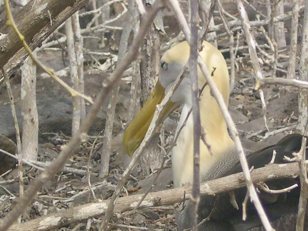 Waved Albatross - ML644343974