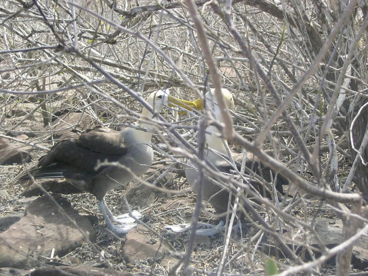 Waved Albatross - ML644343975