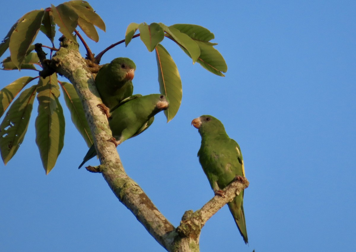 Тіріка амазонійський - ML644343987