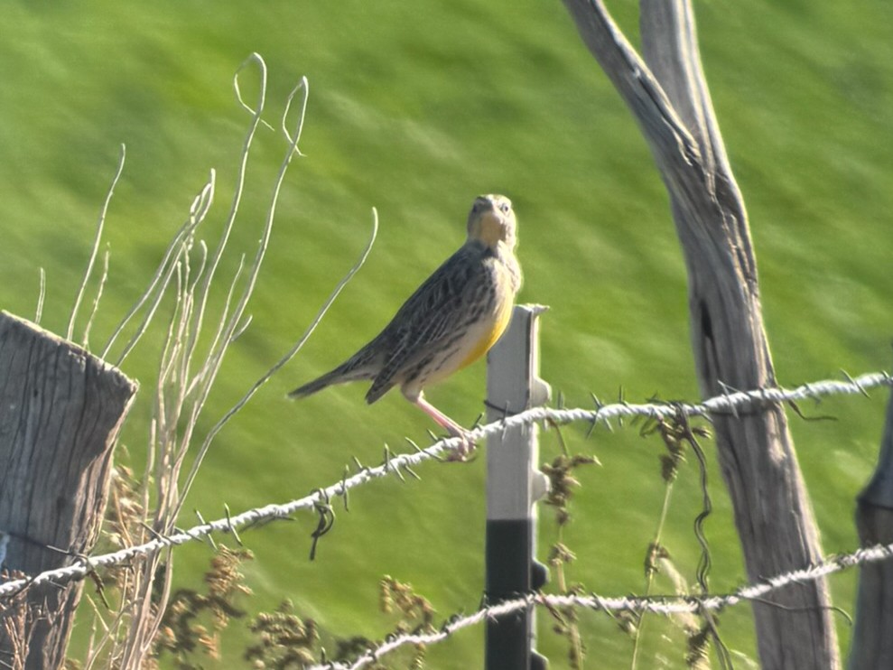 Sturnella meadowlark sp. - ML644343993